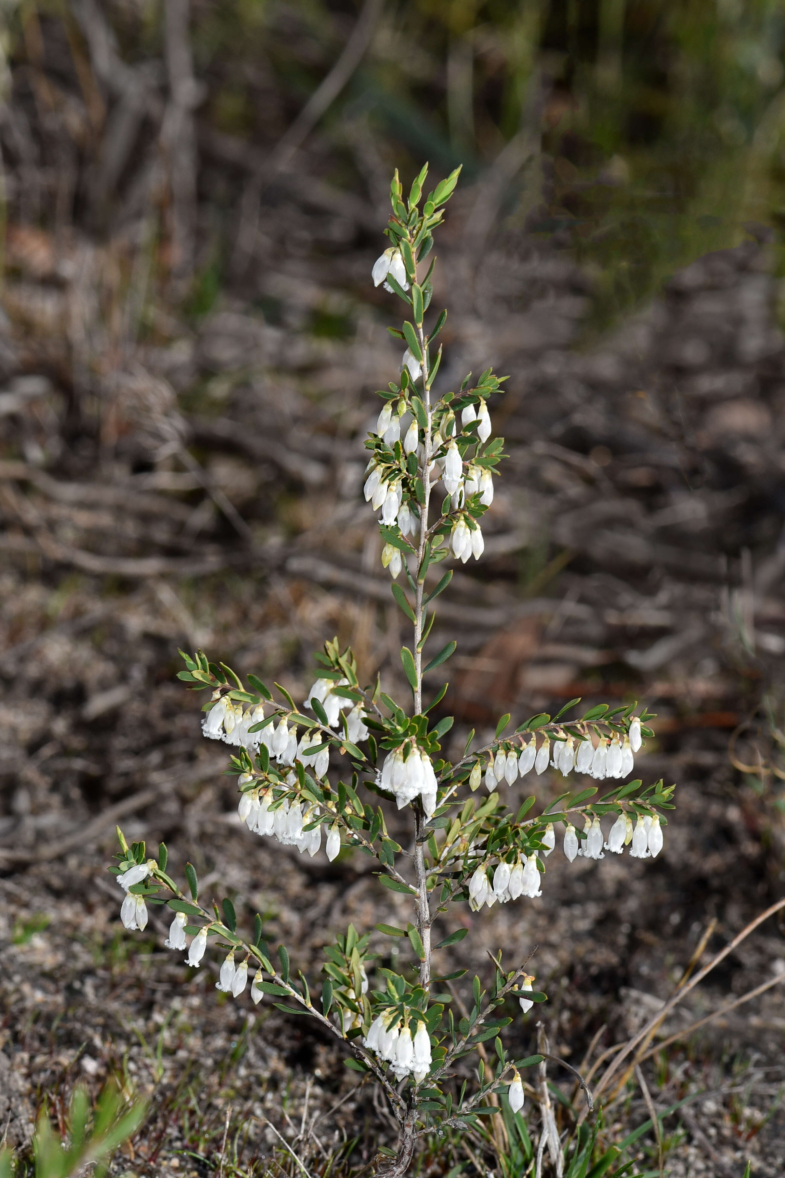 Sivun Leucopogon pendulus R. Br. kuva