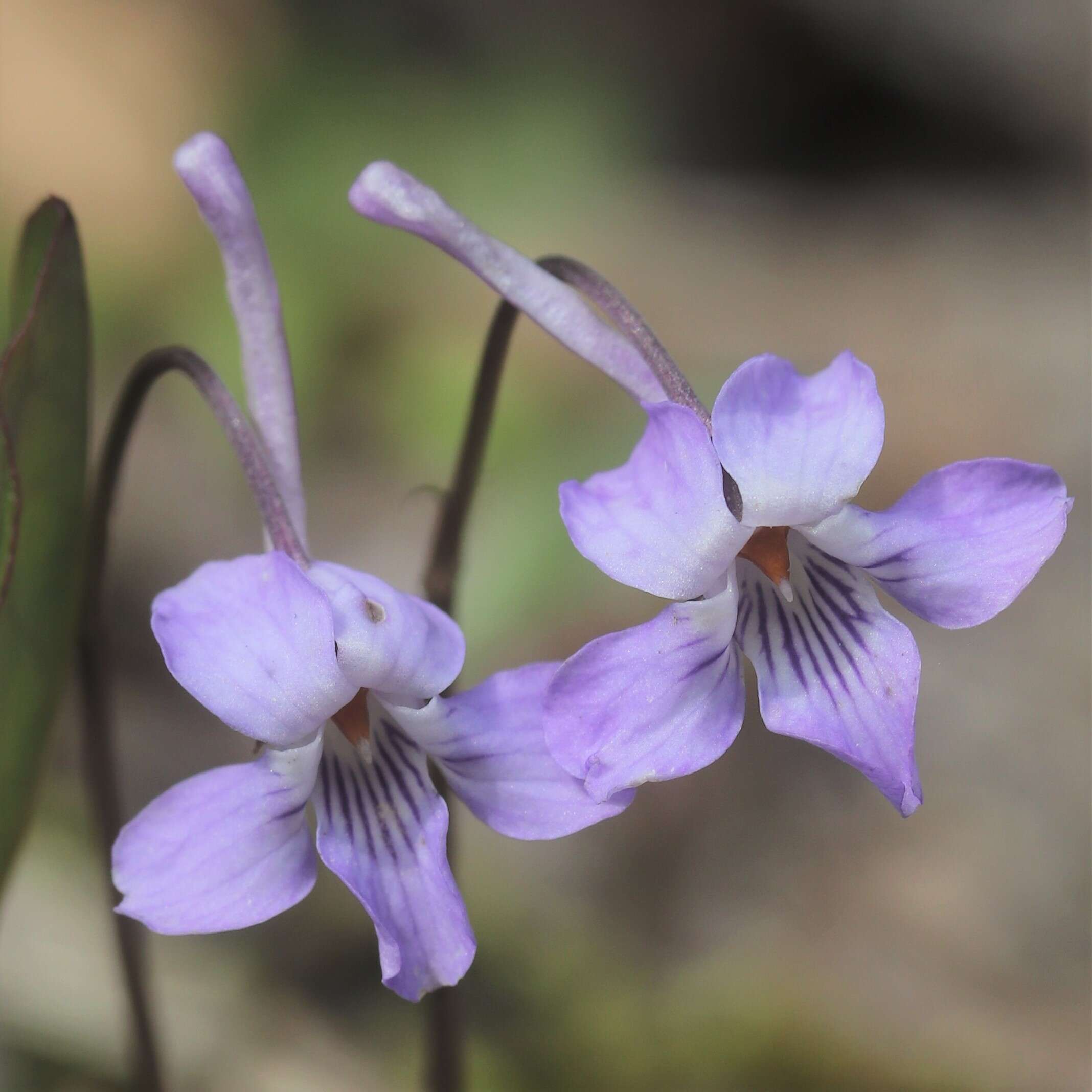 Imagem de Viola rostrata Pursh