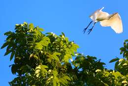 Image of Intermediate Egret