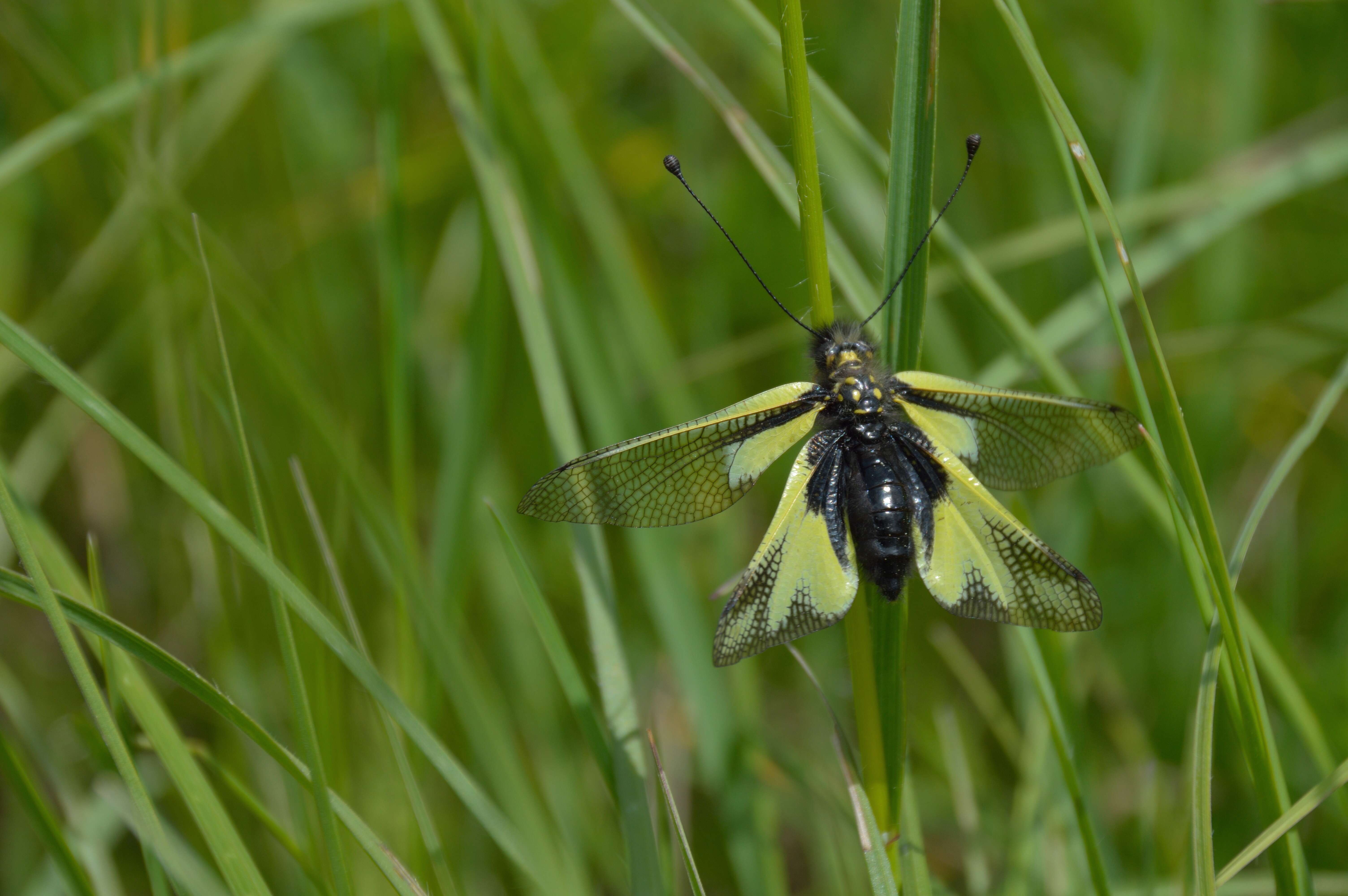 Image of Owly sulphur