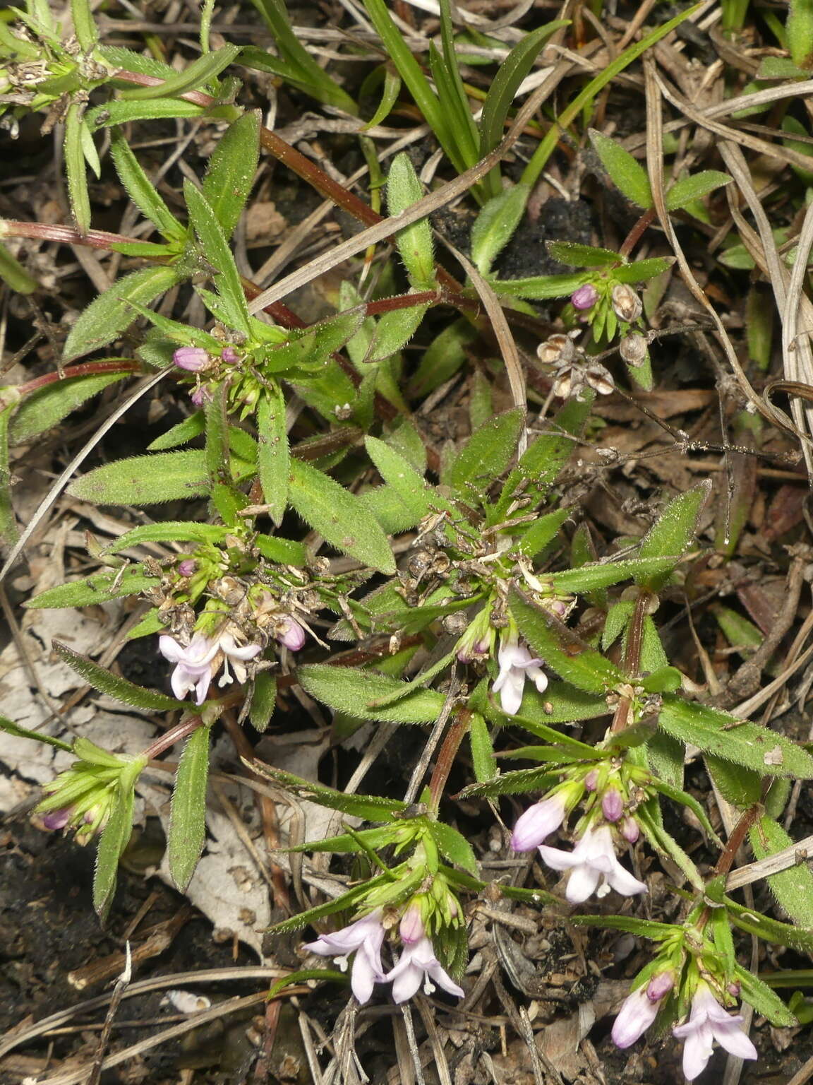 Image of Canadian summer bluet