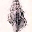 Image of Pleurotomella itama (Melvill 1906)