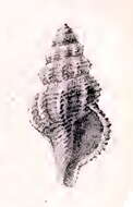 Image of Pleurotomella itama (Melvill 1906)