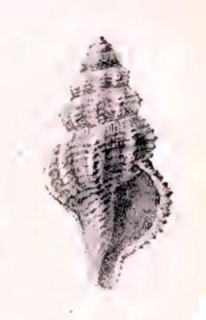 Image of Pleurotomella itama (Melvill 1906)