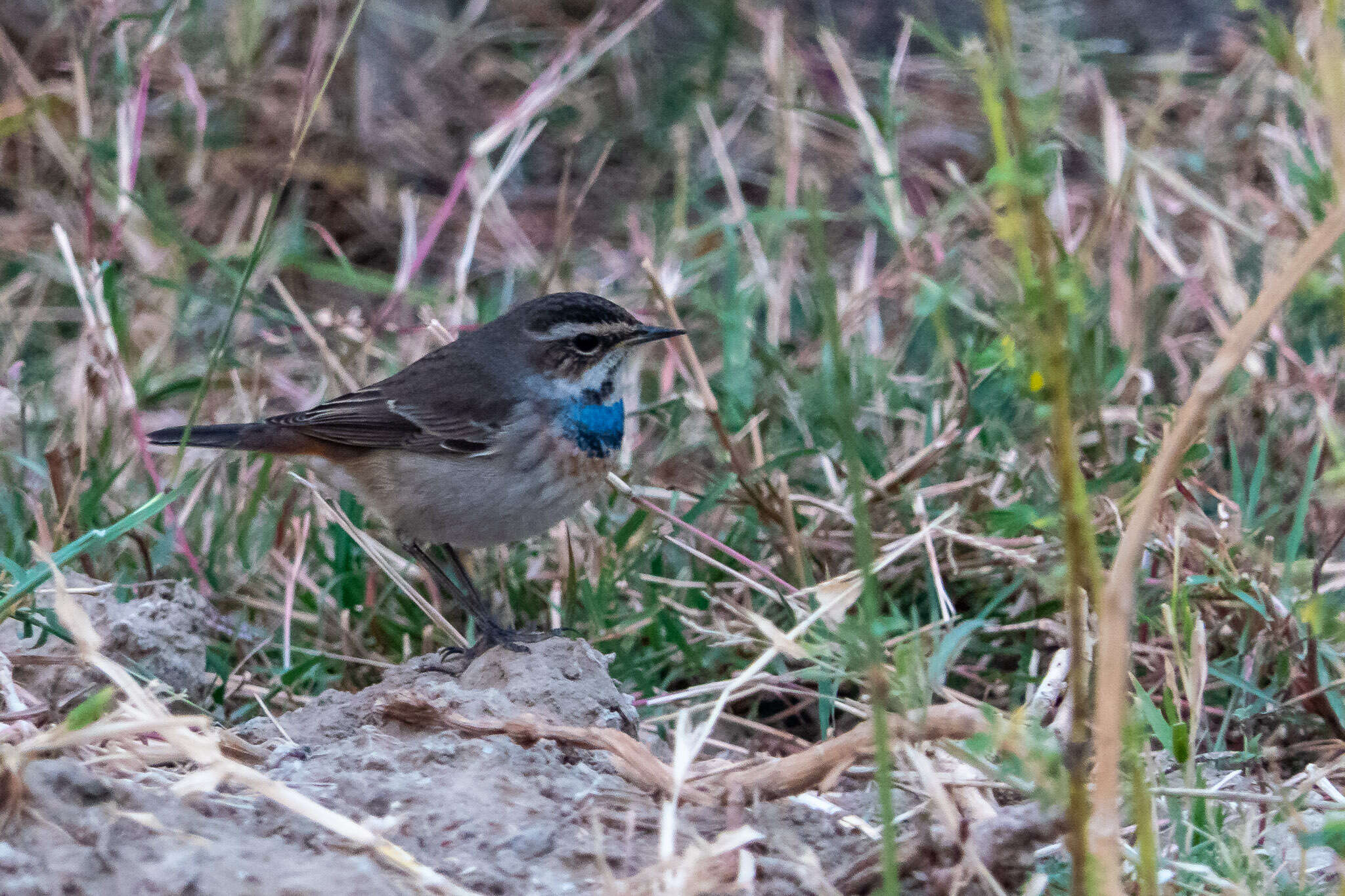 Image of Bluethroat