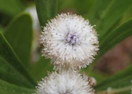 Image of Globularia salicina Lam.