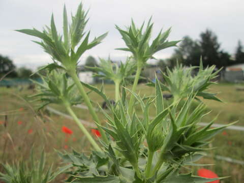 Image de chardon roulant