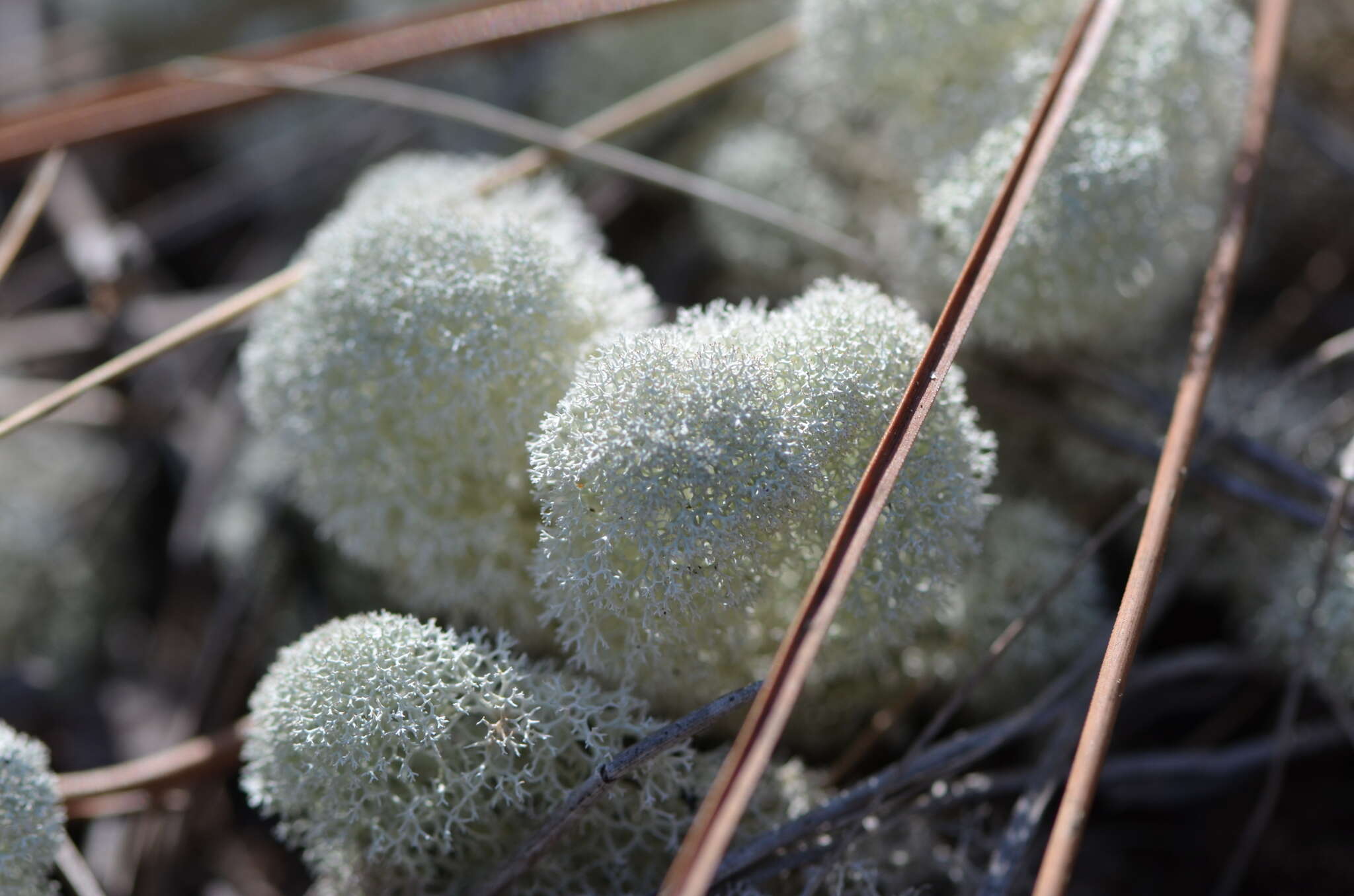 Слика од Cladonia evansii Abbayes