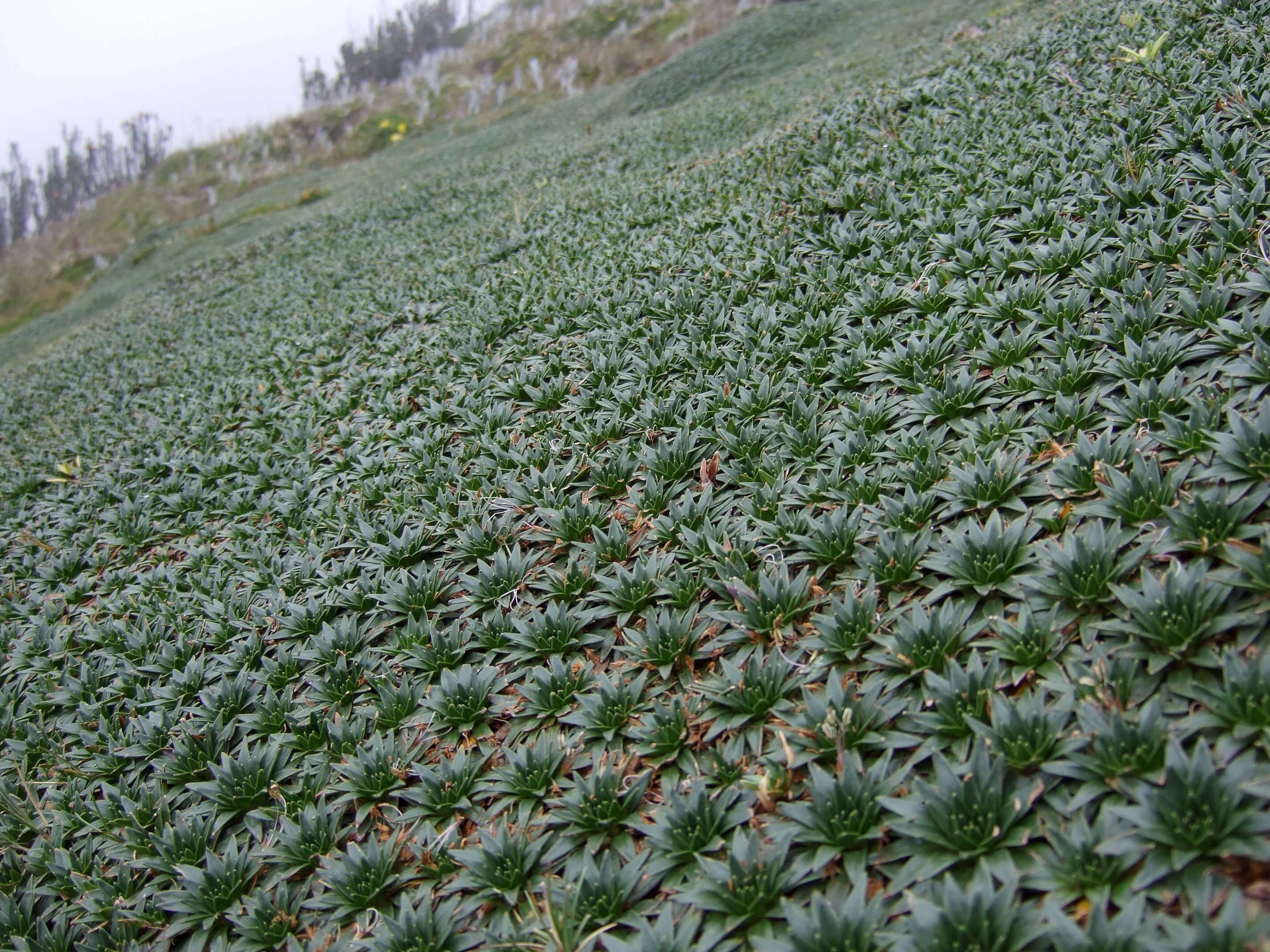 Image of Plantago rigida Kunth