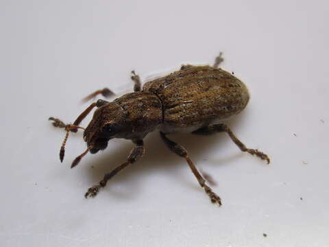 Image of Clover Root Weevil