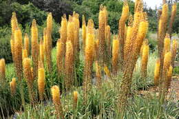 Plancia ëd Eremurus stenophyllus (Boiss. & Buhse) Baker