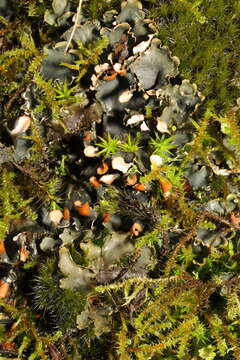 Image of felt lichen