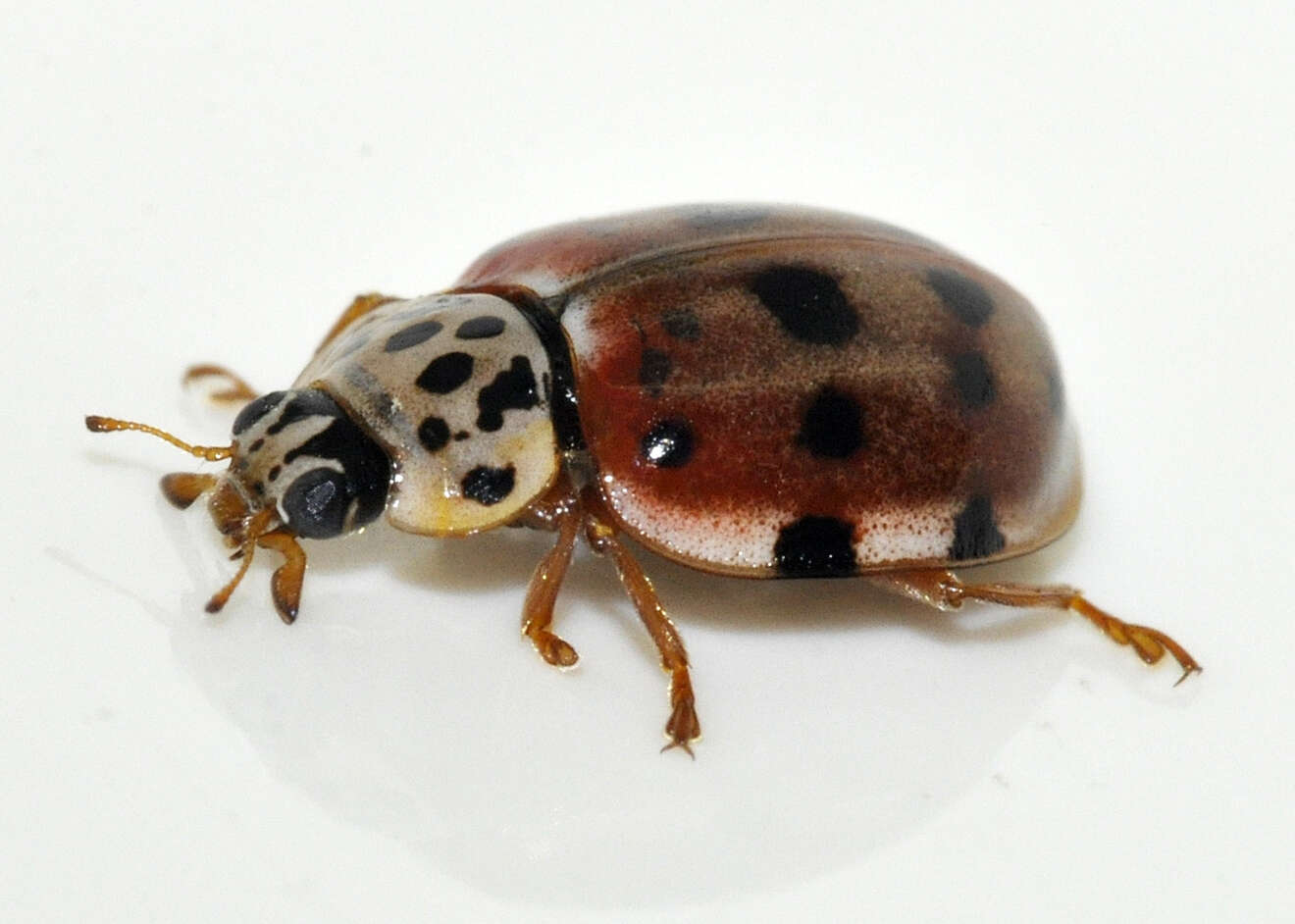 Image of Ladybird beetle