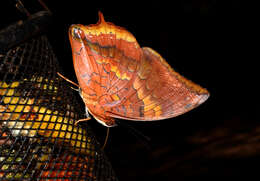 Image of Charaxes psaphon Westwood 1848