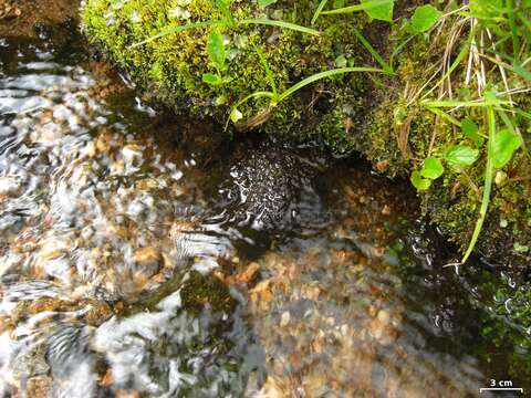 Слика од Peltigera gowardii