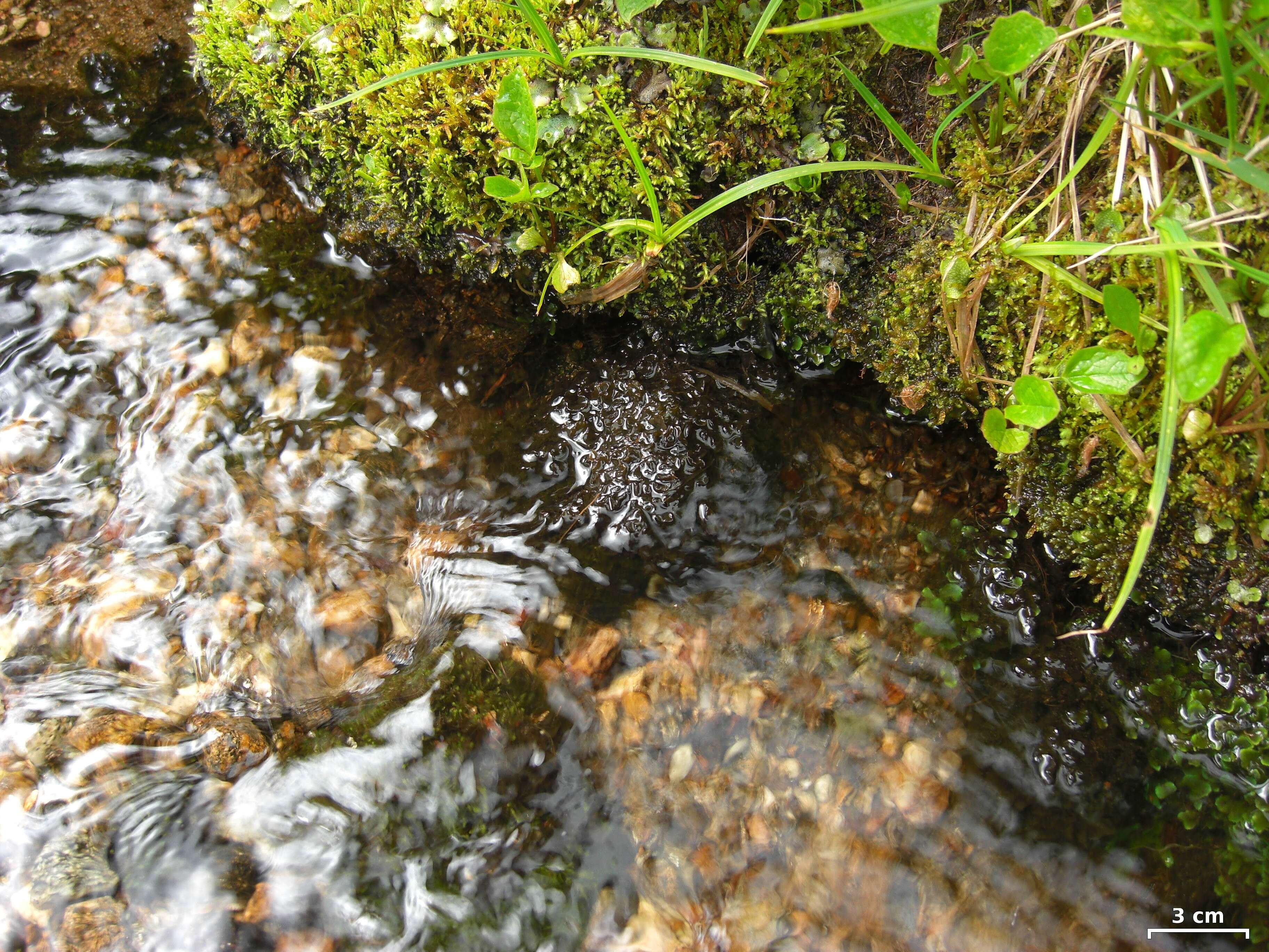 Слика од Peltigera gowardii