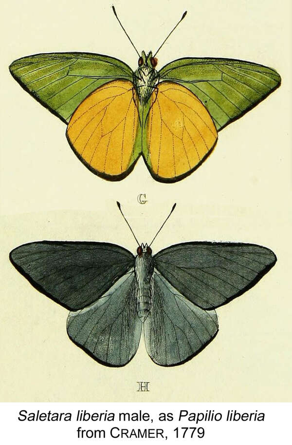 Image of Saletara liberia (Cramer (1779))