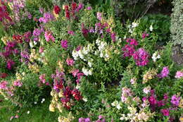 Image of Snap Dragons