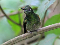 Image of Buff-tailed Coronet