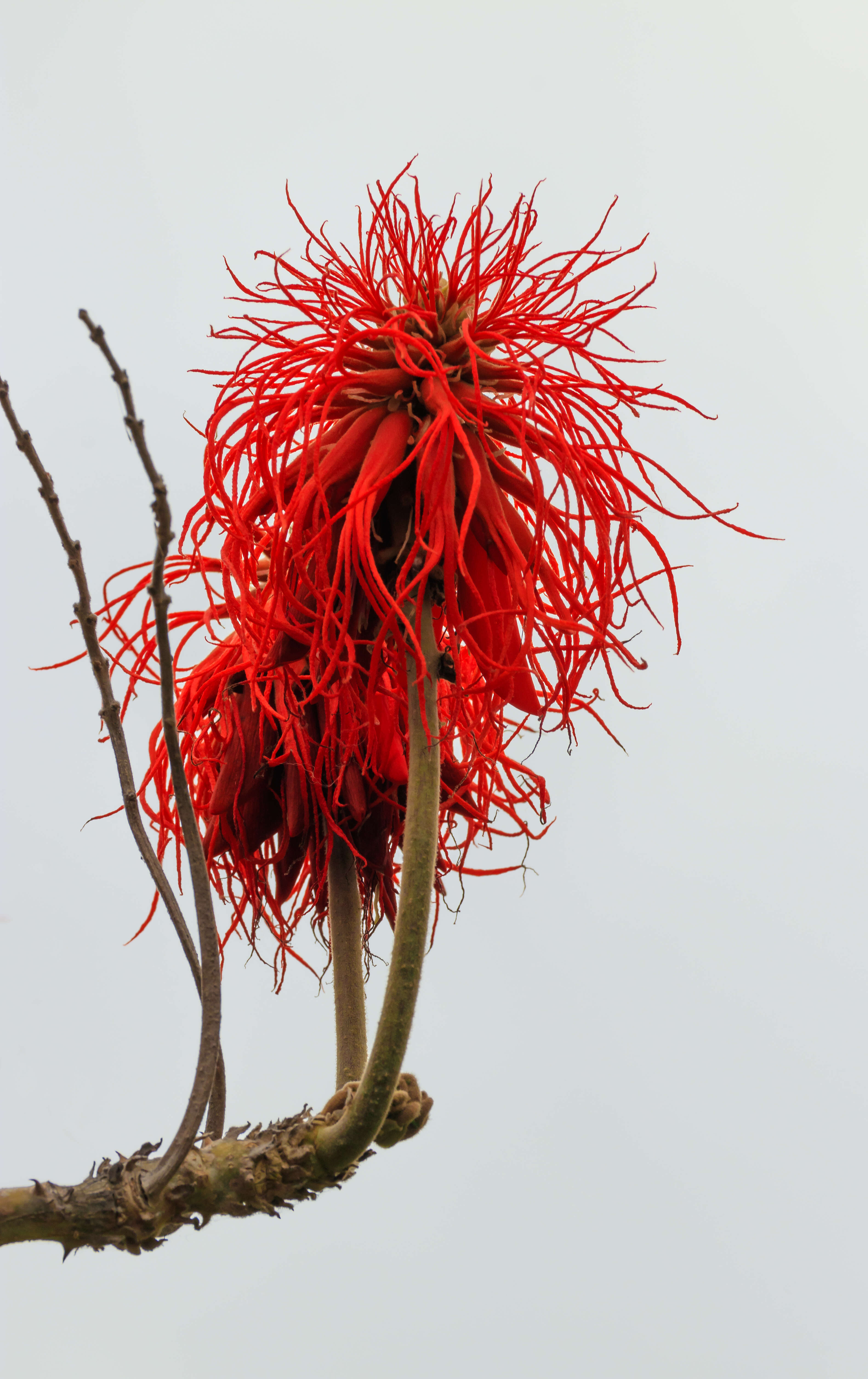 Imagem de Erythrina abyssinica DC.