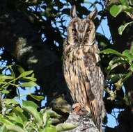 Image of Long-eared Owl