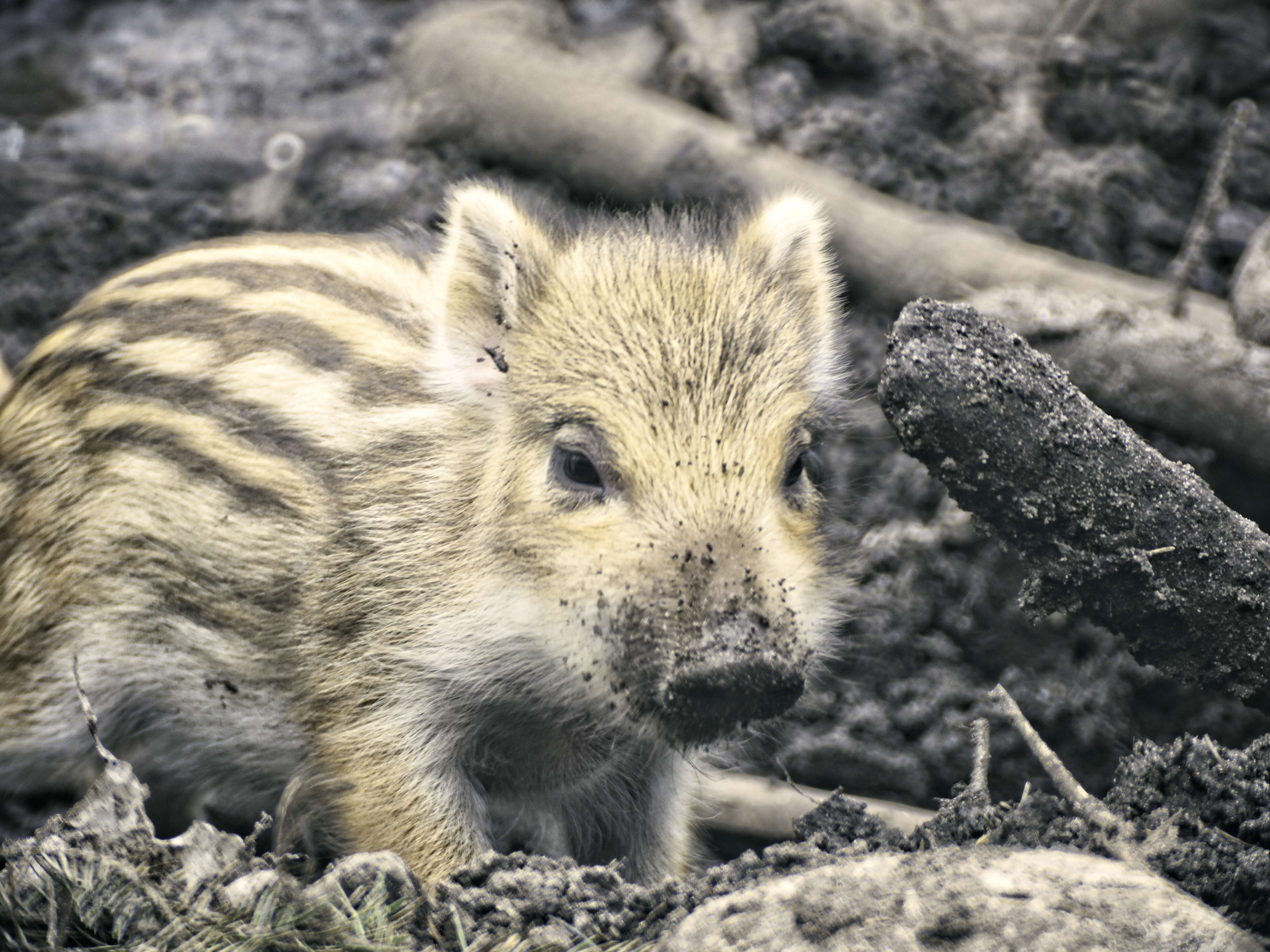 Imagem de Sus scrofa scrofa Linnaeus 1758