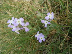 Image of Matthiola tricuspidata (L.) W. T. Aiton