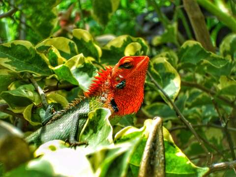 Image of Common green forest lizard