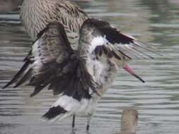 Image of Black-tailed Godwit