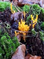 Image of Calocera viscosa (Pers.) Fr. 1821