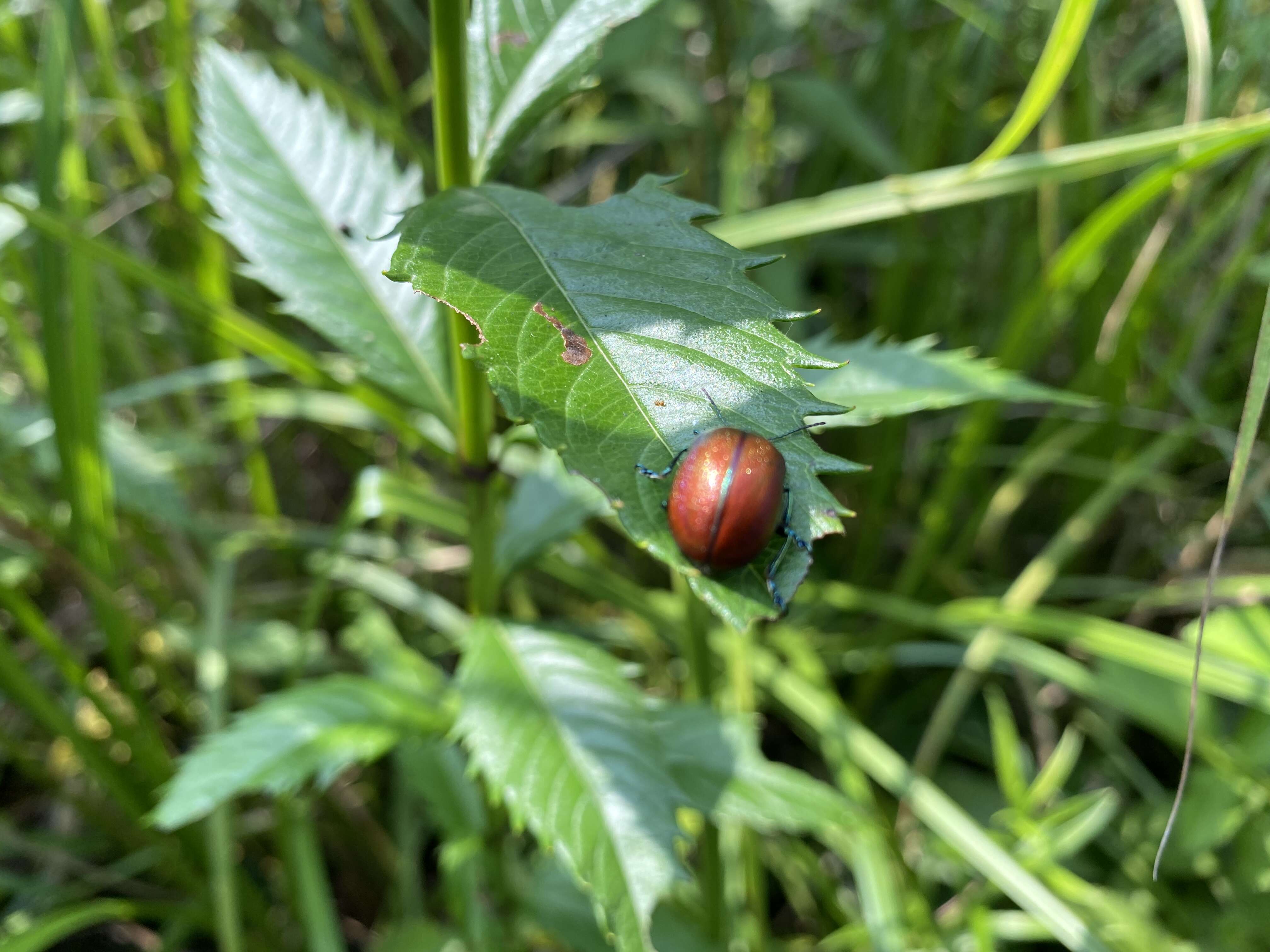 Image of Chrysolina virgata