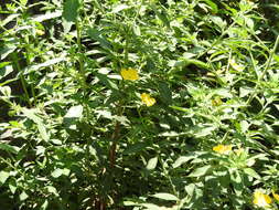 Image of Peruvian primrose-willow