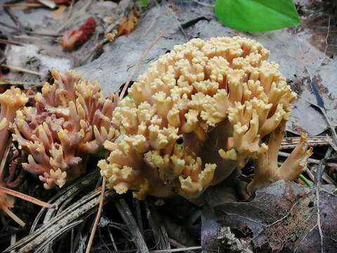 Слика од Ramaria pallida (Schaeff.) Ricken 1920