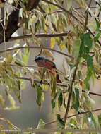 Image of Eversmann's Redstart