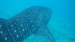 Image of whale sharks