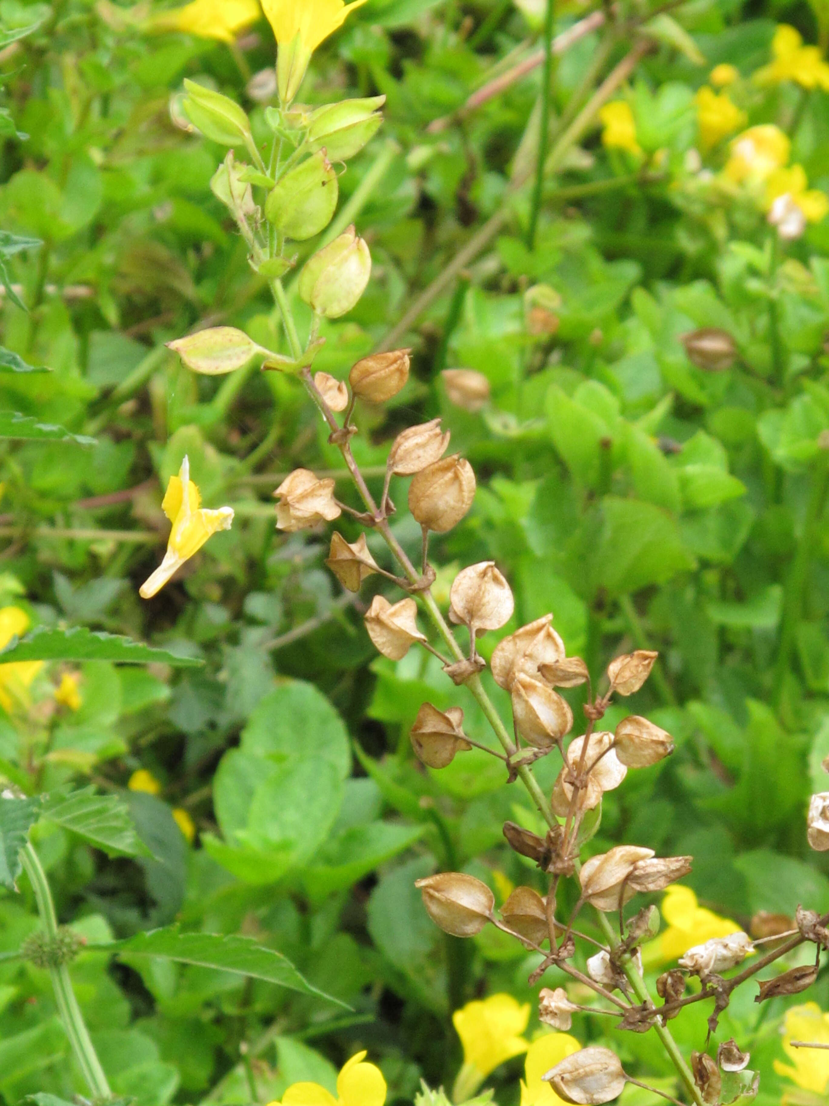 Image of Erythranthe guttata (DC.) G. L. Nesom