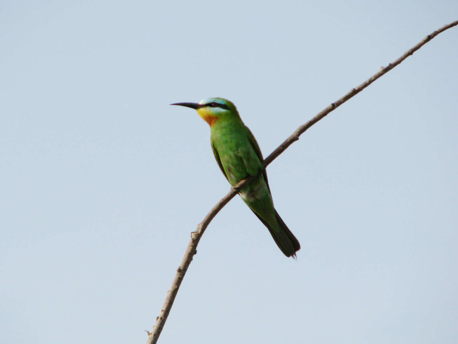 Image of Blue-cheeked Bee-eater