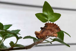 Image of Small Lappet Moth