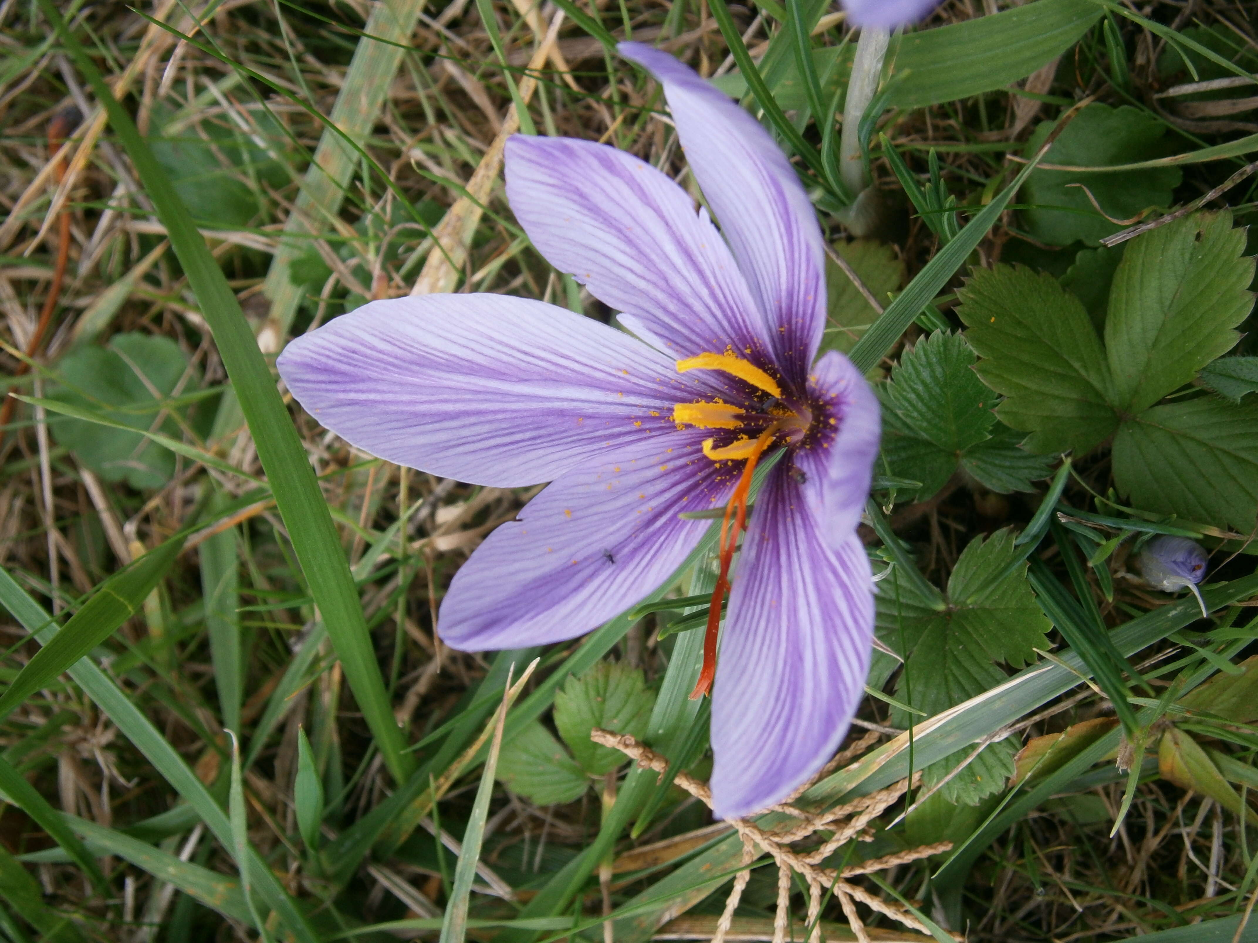 Image of autumn crocus