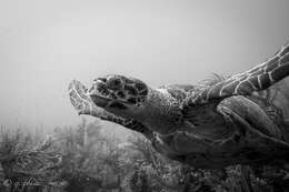 Image of Eretmochelys