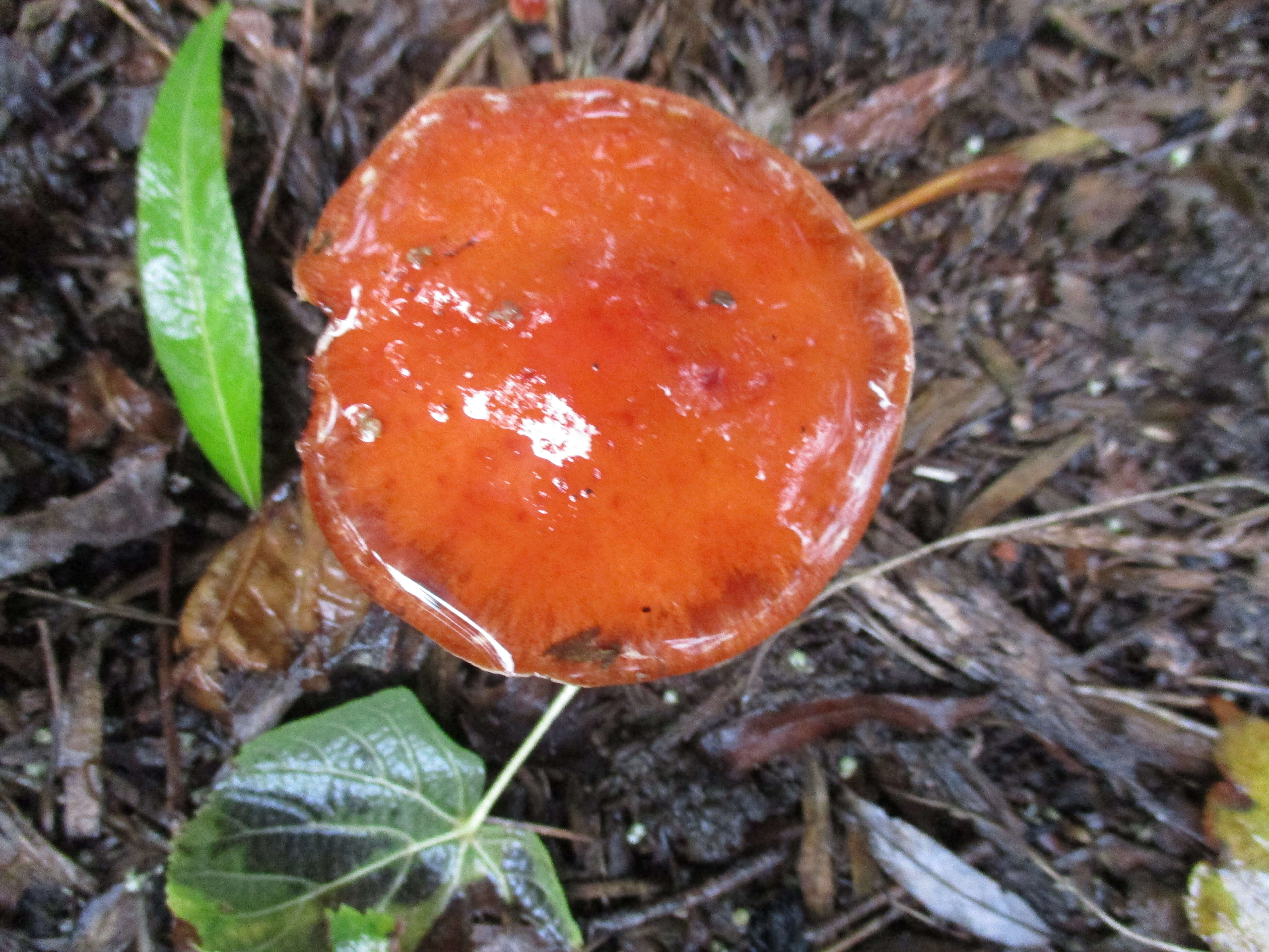 Image de Leratiomyces ceres (Cooke & Massee) Spooner & Bridge 2008