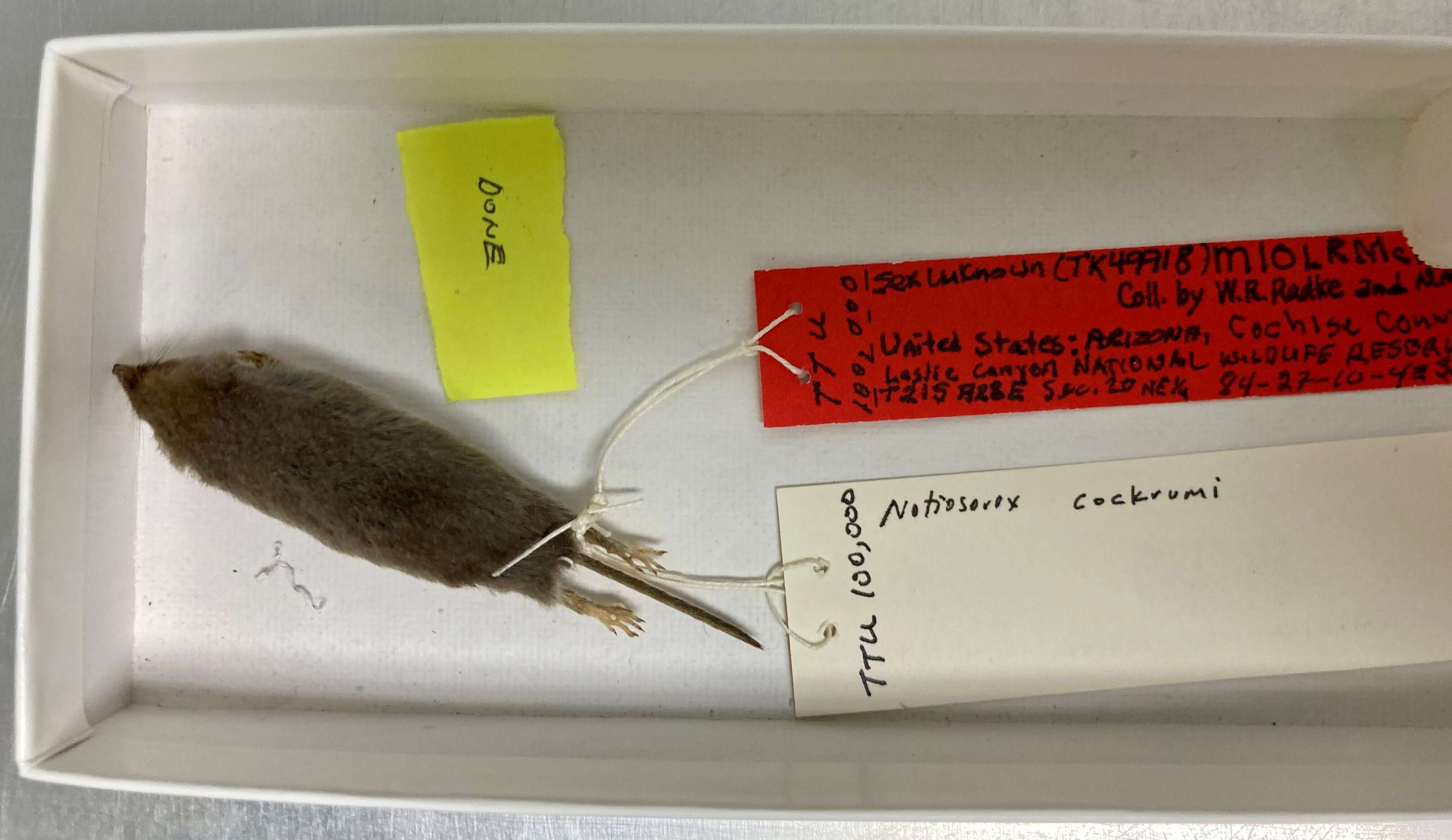 Image of Cockrum's Grey Shrew