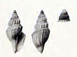 Image of Gymnobela ceramensis (Schepman 1913)