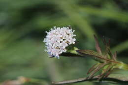 Image of marsh valerian