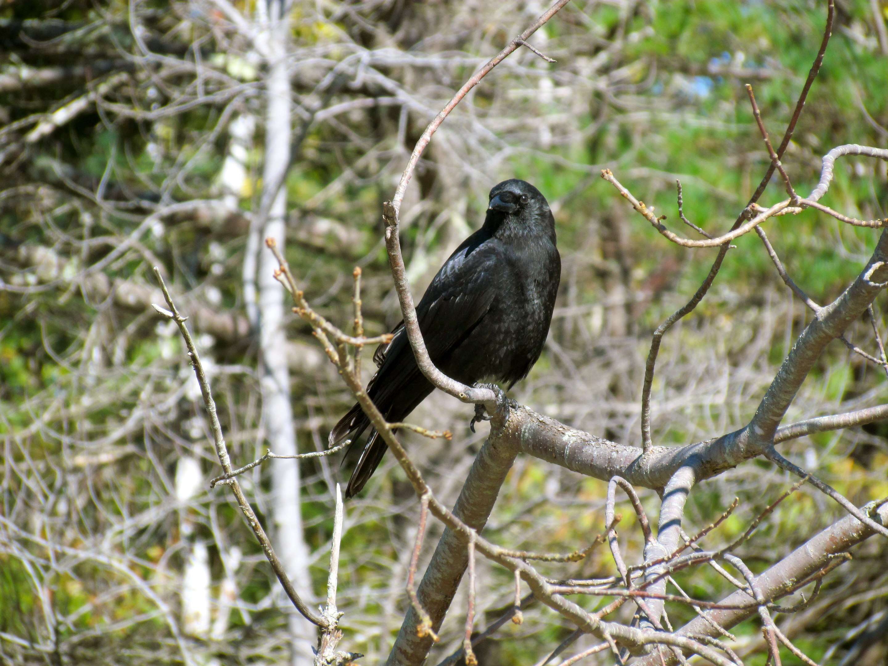 Image of American Crow