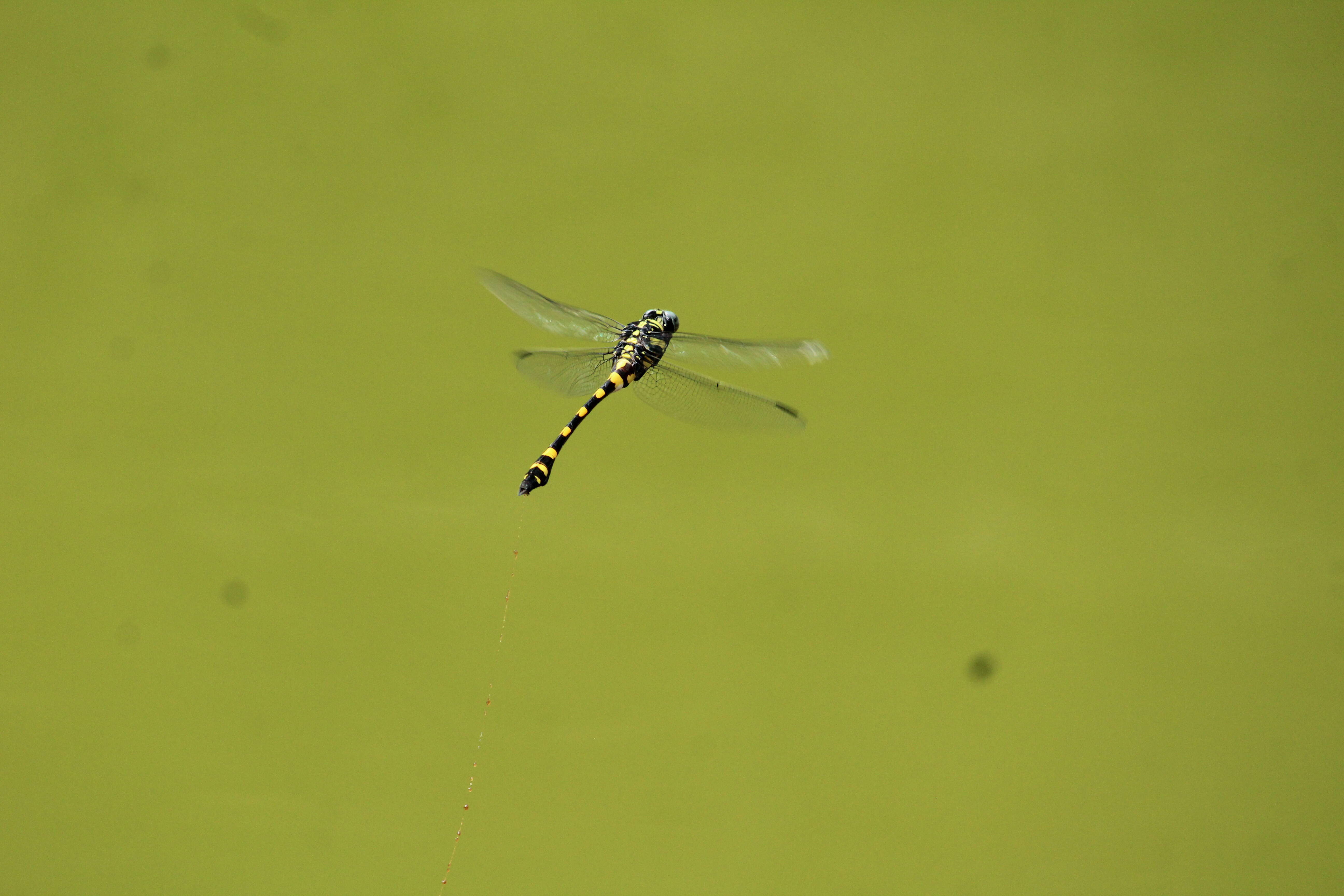 صورة Ictinogomphus rapax (Rambur 1842)