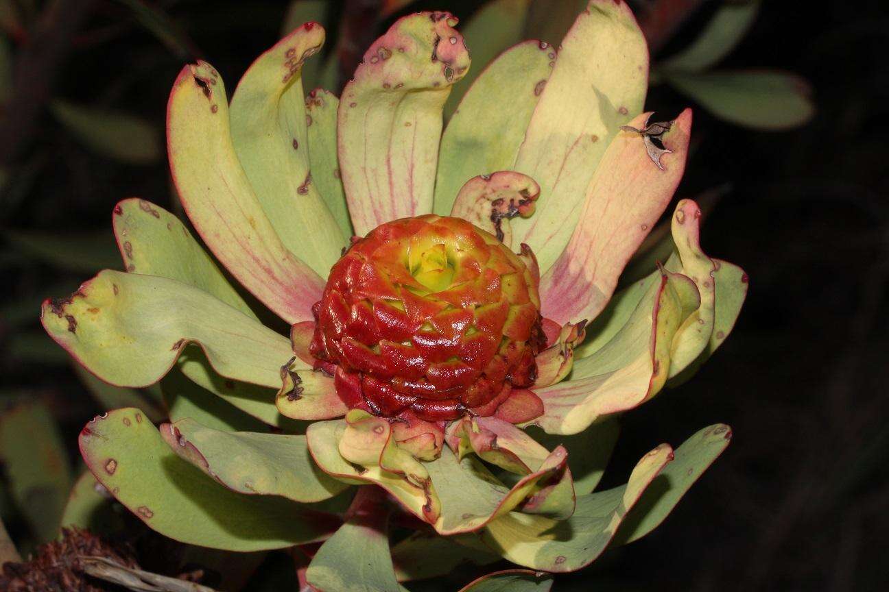 Image of Leucadendron pubibracteolatum I. J. M. Williams