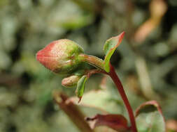 Image of elegant clarkia