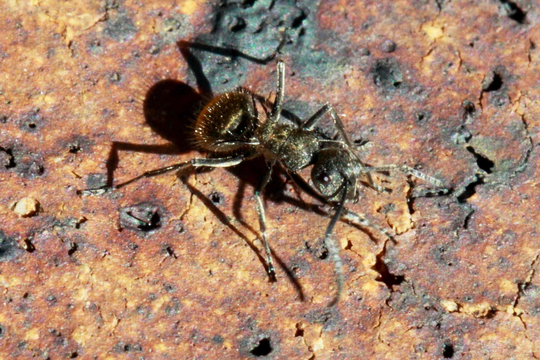 Image de Polyrhachis