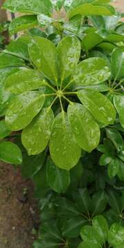 Image of Dwarf Umbrella Tree